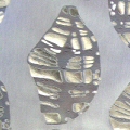 Devore and Foil detail