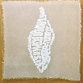 50cms Metamorphosis